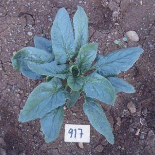  ΣΠΑΝΑΚΙ ANLANI 100.000σπορ.