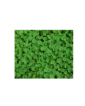 ΓΚΑΖΟΝ ΔΙΧΟΝΔΡΑ