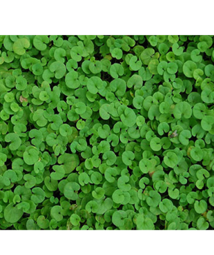 ΓΚΑΖΟΝ ΔΙΧΟΝΔΡΑ