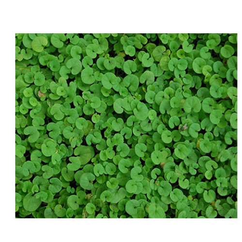 ΓΚΑΖΟΝ ΔΙΧΟΝΔΡΑ