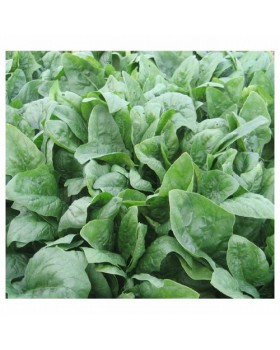 ΣΠΑΝΑΚΙ ELPRADO-100.000σπορ.