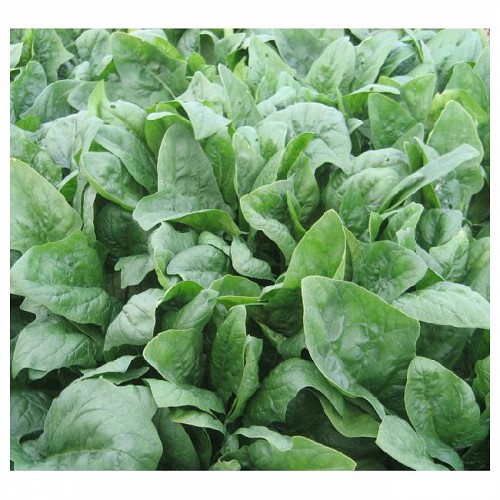 ΣΠΑΝΑΚΙ ELPRADO-100.000σπορ.