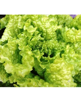 ΜΑΡΟΥΛΙ ΚΑΤΣΑΡΟ GENTILINA