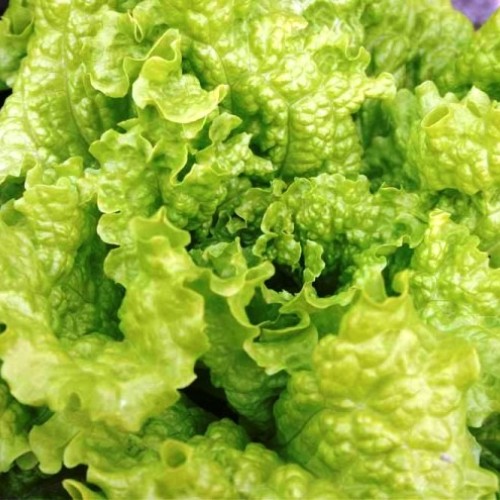 ΜΑΡΟΥΛΙ ΚΑΤΣΑΡΟ GENTILINA