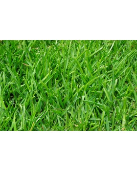 ΣΠΟΡΟΣ ΓΚΑΖΟΝ COVERCIANO-SPORTIVO 