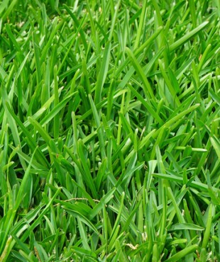 ΣΠΟΡΟΣ ΓΚΑΖΟΝ COVERCIANO-SPORTIVO 