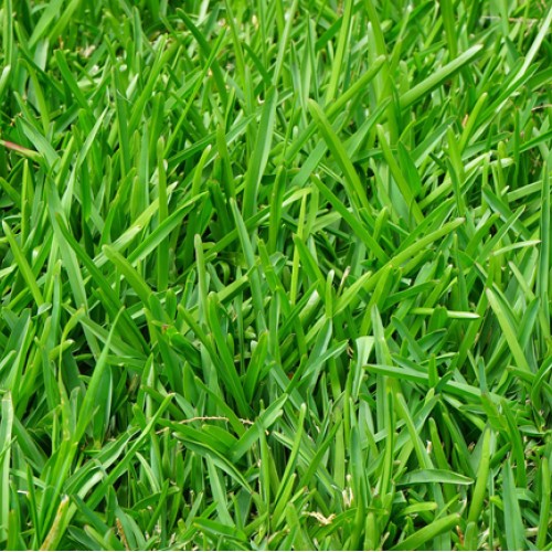 ΣΠΟΡΟΣ ΓΚΑΖΟΝ COVERCIANO-SPORTIVO 