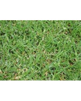 ΓΚΑΖΟΝ ΟΥΓΚΑΝΤΑ 