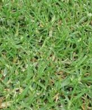 ΓΚΑΖΟΝ ΟΥΓΚΑΝΤΑ 