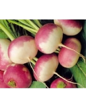 ΡΕΒΑ ΔΙΧΡΩΜΗ 