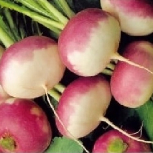 ΡΕΒΑ ΔΙΧΡΩΜΗ 