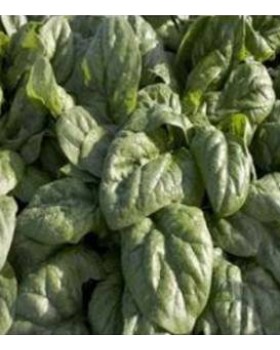 ΣΠΑΝΑΚΙ ROBUSTO 100.000σπορ.