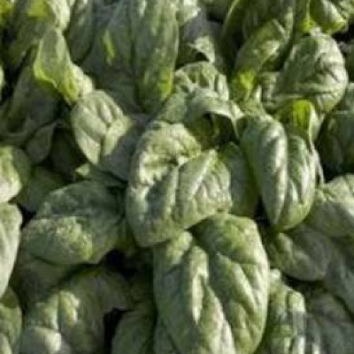 ΣΠΑΝΑΚΙ ROBUSTO 100.000σπορ.