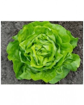 ΜΑΡΟΥΛΙ ΓΑΛΛΙΚΗ ROLLER 5000σπορ.