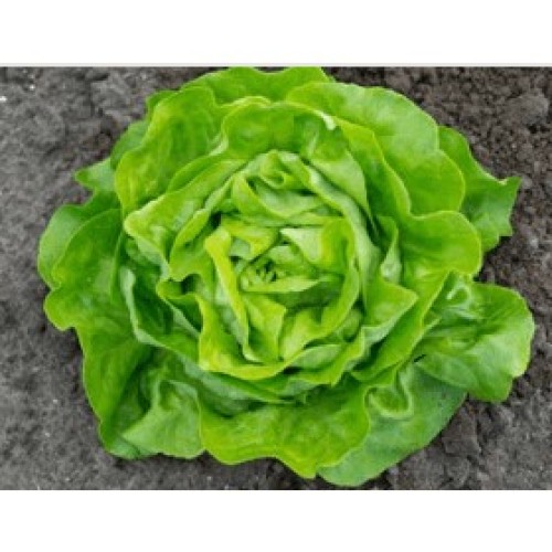 ΜΑΡΟΥΛΙ ΓΑΛΛΙΚΗ ROLLER 5000σπορ.