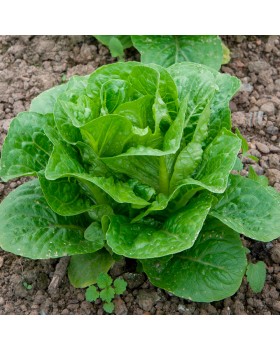 ΜΑΡΟΥΛΙ ROMAIN TANIUS RZ5000pills