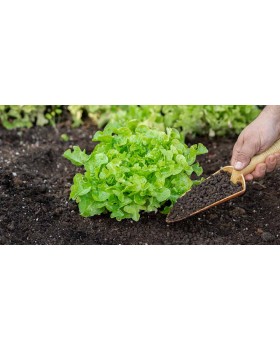 ΜΑΡΟΥΛΙ ΣΑΛΑΤΑ SANNA