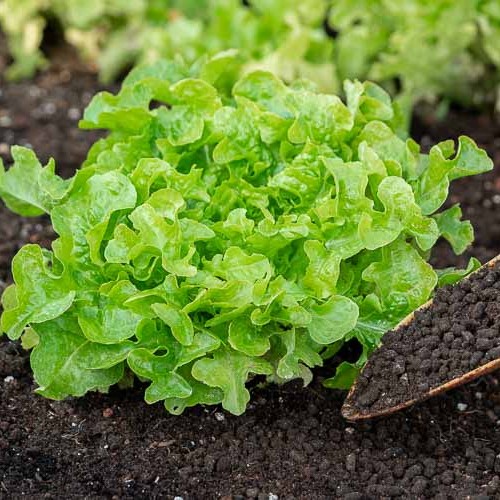 ΜΑΡΟΥΛΙ ΣΑΛΑΤΑ SANNA