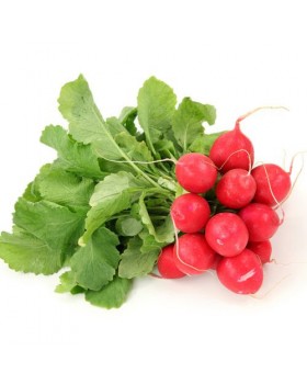 ΡΑΠΑΝΑΚΙ SAX2 