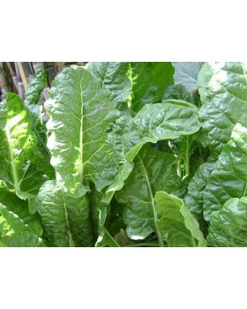 ΣΠΑΝΑΚΙ ΑΓΚΑΘΩΤΟ