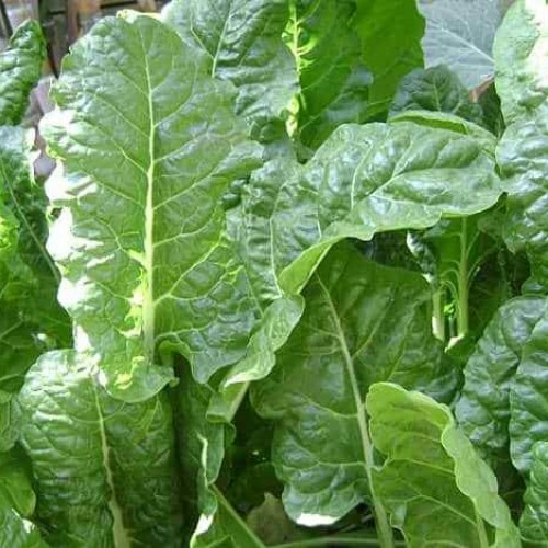 ΣΠΑΝΑΚΙ ΑΓΚΑΘΩΤΟ