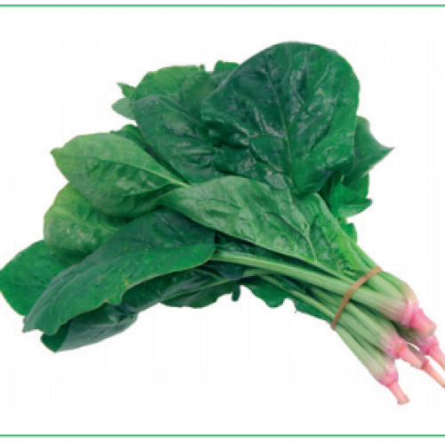 ΣΠΑΝΑΚΙ SPICA 100.000σπορ.