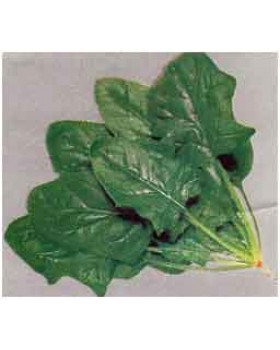 ΣΠΑΝΑΚΙ VIROFLY