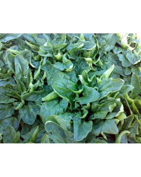 ΣΠΑΝΑΚΙ YODA 100.000σπορ.