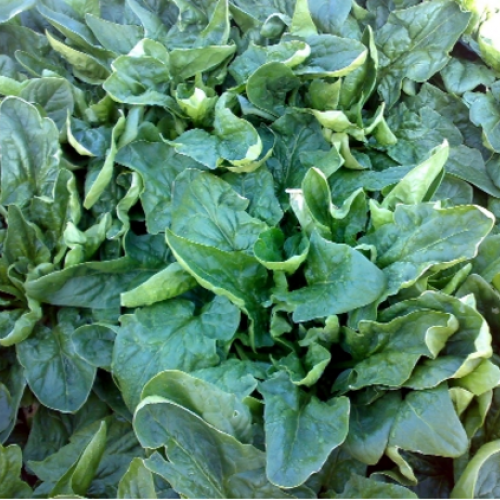 ΣΠΑΝΑΚΙ YODA 100.000σπορ.