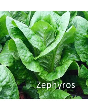 ΜΑΡΟΥΛΙ ROMAIN ZEPHYROS 5000pellet