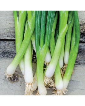 ΚΡΕΜΜΥΔΙ ΧΛΩΡΟ BUNGING ONION