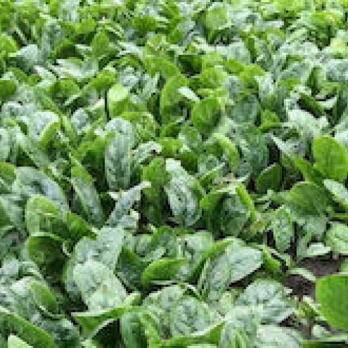 ΣΠΑΝΑΚΙ ELTAJIN 100.000σπορ.