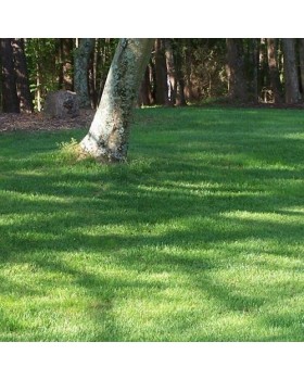 ΓΚΑΖΟΝ ΣΚΙΑΣ 