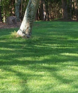 ΓΚΑΖΟΝ ΣΚΙΑΣ 