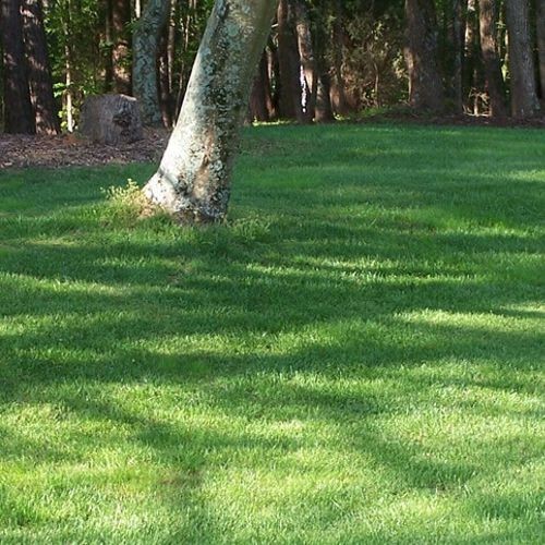 ΓΚΑΖΟΝ ΣΚΙΑΣ 