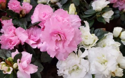 Διακοσμήστε κάθε εσωτερικό ή εξωτερικό χώρο με …ανθισμένες αζαλέες!