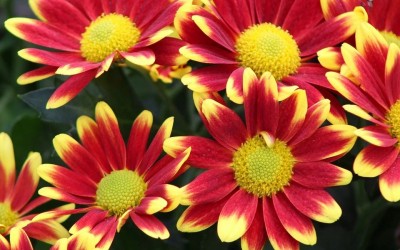 Χρυσάνθεμο: κλασικό και διαχρονικό