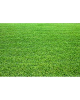 ΓΚΑΖΟΝ ΚΙΚΟΥΓΙΟΥ 