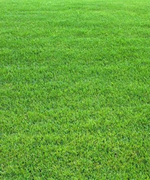 ΓΚΑΖΟΝ ΚΙΚΟΥΓΙΟΥ 