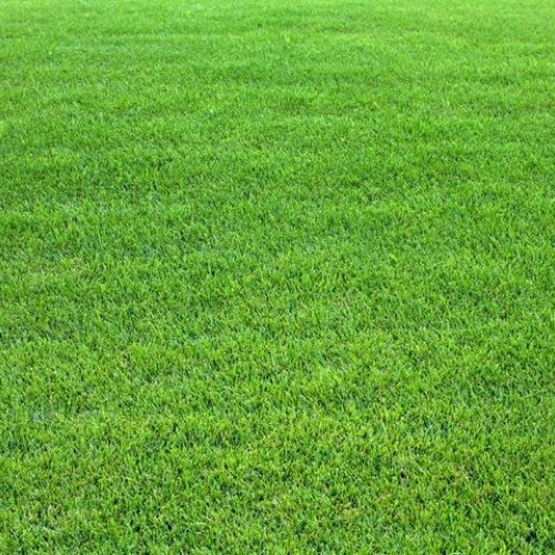 ΓΚΑΖΟΝ ΚΙΚΟΥΓΙΟΥ 