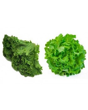 ΜΑΡΟΥΛΙ ΣΑΛΑΤΑ ΜΑΚΕΔΟΝ.MAGENTA 5000σπορ.