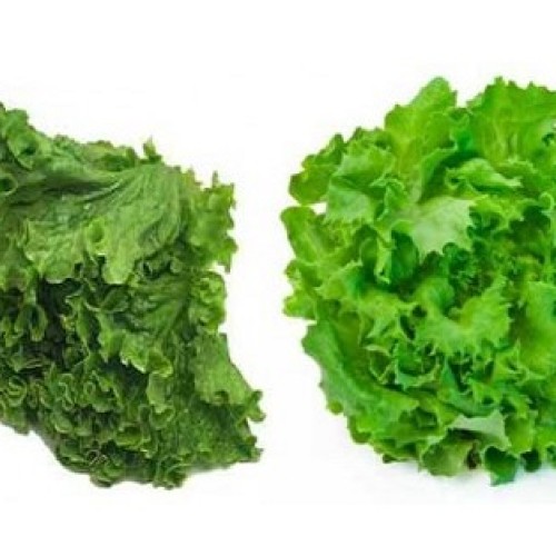 ΜΑΡΟΥΛΙ ΣΑΛΑΤΑ ΜΑΚΕΔΟΝ.MAGENTA 5000σπορ.