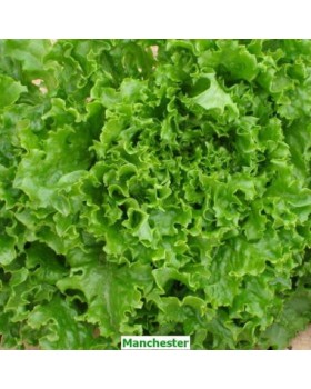 ΜΑΡΟΥΛΙ ΜΑΚΕΔΟΝ.MANCHESTER PILLS10000σπορ.