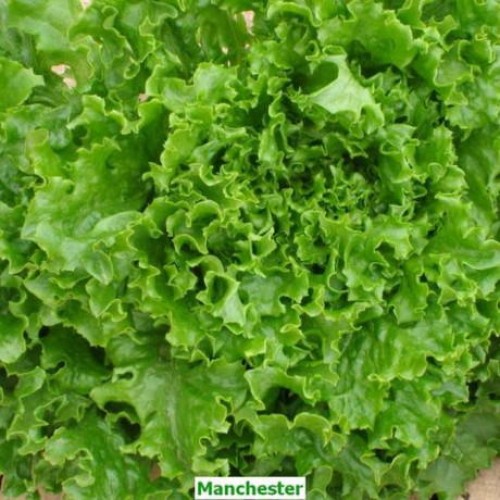 ΜΑΡΟΥΛΙ ΜΑΚΕΔΟΝ.MANCHESTER PILLS10000σπορ.