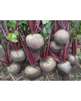 ΠΑΝΤΖΑΡΙ PABLO F150.000σπορ.