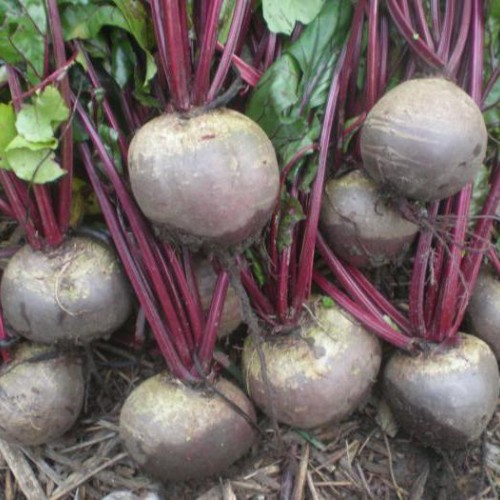 ΠΑΝΤΖΑΡΙ PABLO F150.000σπορ.