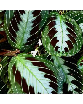 Στειλιάρια-Λαβές