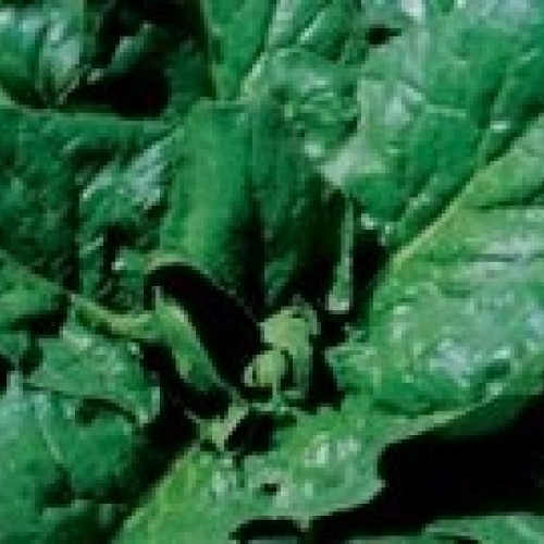 ΣΠΑΝΑΚΙ PUNGI 100.000σπορ.