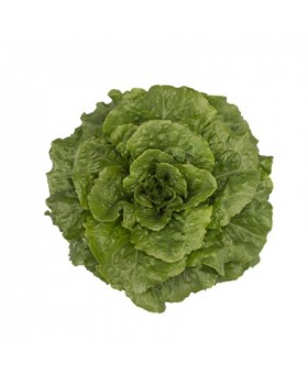 ΜΑΡΟΥΛΙ ROMAIN-TACITUS RZ-5000pellets